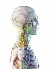 Anatomie masculine de la tête et du cou, illustration numérique . — Photo de stock