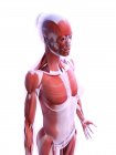 Реалистичная структура женской мускулатуры, цифровая иллюстрация . — стоковое фото