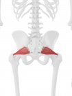 Menschliches Skelett mit rot gefärbtem Piriformis-Muskel, digitale Illustration. — Stockfoto