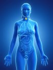 Female body with visible thyroid gland, computer illustration. — Stock Photo