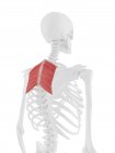 Rhomboid muscles in human back bones, computer illustration. — Stock Photo