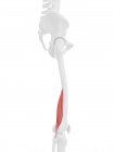Parte del esqueleto humano con rojo detallado Músculo del bíceps femoral corto, ilustración digital . - foto de stock