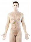 Модель людського тіла демонструють чоловічу анатомію на білому фоні, цифрова ілюстрація. — стокове фото