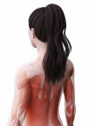 Женское тело с видимой мускулатурой, цифровая иллюстрация
. — стоковое фото
