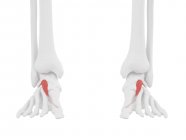 Menschliches Skelettstück mit detailliertem rotem Streckmuskel Hallucis brevis, digitale Illustration. — Stockfoto