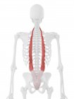 Esqueleto humano con músculo Iliocostalis de color rojo, ilustración digital . - foto de stock