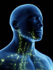Abstract male body with visible lymphatic system of neck, computer illustration. — Stock Photo