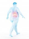 Caminar silueta masculina obesa con dolor de espalda visible, ilustración digital . - foto de stock