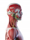 Männliche Kopf-Hals-Anatomie und Muskulatur, digitale Illustration. — Stockfoto