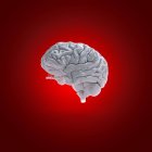 Weißes menschliches Hirnmodell auf rotem Hintergrund, digitale Illustration. — Stockfoto