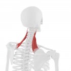 Squelette humain avec muscle Levator scapularis de couleur rouge, illustration numérique . — Photo de stock