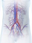 Sistema vascular abdominal en el cuerpo masculino, ilustración por computadora . - foto de stock