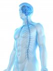Anatomía masculina que muestra cerebro y sistema nervioso, ilustración por computadora
. - foto de stock