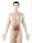 Silhouette maschile con intestino tenue visibile, illustrazione digitale . — Foto stock