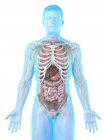 Реалистичная модель человеческого тела с мужской анатомией с внутренними органами за ребрами, цифровая иллюстрация . — стоковое фото