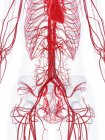 Estructura del sistema vascular femenino, ilustración por ordenador . - foto de stock