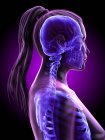 Weibliche Kopf-Hals-Anatomie und Skelettsystem, Computerillustration. — Stockfoto