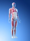 Menschliches Körpermodell mit männlicher Anatomie und Muskulatur, digitale Illustration. — Stockfoto