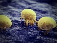 Illustration numérique colorée des acariens parasites de la poussière . — Photo de stock