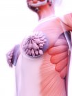 Anatomia delle protesi mammarie nel modello 3d del corpo femminile, illustrazione digitale . — Foto stock