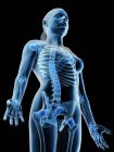 Абстрактні кістки верхнього тіла жінки, комп'ютерна ілюстрація . — стокове фото