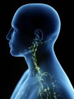 Lymphatic system of the neck, computer illustration. — Stock Photo