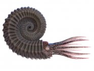 Antique animal ammonite sur fond blanc, illustration informatique . — Photo de stock