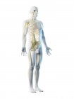Sistema nervioso masculino en silueta corporal, ilustración por ordenador
. - foto de stock