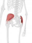 Человеческий скелет с детализированной красной средней мышцей ягодицы, цифровая иллюстрация . — стоковое фото