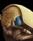 Micrografo elettronico di scansione della testa di scarabeo dermestide . — Foto stock