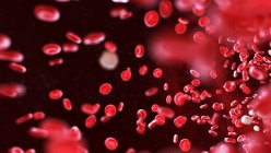 Эритроциты и лейкоциты кровяные тельца в кровеносных сосудах человека, цифровая иллюстрация
. — стоковое фото