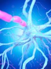 Célula nerviosa con axón de color rosa sobre fondo azul, ilustración digital . - foto de stock
