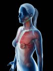 Anatomie und Muskulatur des weiblichen Oberkörpers, Computerillustration. — Stockfoto