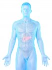 Anatomie des männlichen Körpers Bauchspeicheldrüse, Computerillustration. — Stockfoto