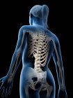 Cuerpo transparente femenino mostrando columna vertebral, ilustración digital . - foto de stock