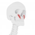 Human skull with detailed red Levator labii superioris muscle, digital illustration. — Stock Photo