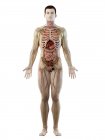 Модель человеческого тела с мужской анатомией и кровеносными сосудами, цифровая иллюстрация
. — стоковое фото