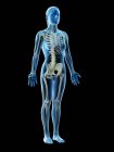 Modèle féminin abstrait avec squelette visible et système lymphatique, illustration par ordinateur . — Photo de stock