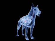 Silueta de perro con el estómago de color rojo sobre fondo negro, ilustración digital . - foto de stock