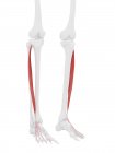 Частина скелета людини з деталізованим червоним екстрасенсором довгого м'яза, цифрова ілюстрація . — стокове фото