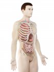 Modèle réaliste du corps humain montrant l'anatomie masculine avec des organes internes derrière les côtes, illustration numérique . — Photo de stock