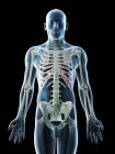 Abstract male body with visible skeleton and lymphatic system, computer illustration. — Stock Photo