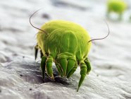 Зеленый клещ пыли, цифровая иллюстрация . — стоковое фото