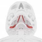 Crânio humano com músculo digástrico vermelho detalhado, ilustração digital . — Fotografia de Stock