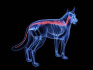 Silhouette pour chien avec colonne vertébrale de couleur rouge sur fond noir, illustration numérique . — Photo de stock