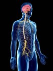 Чоловіча анатомія, що показує мозок і нервову систему, комп'ютерний малюнок.. — стокове фото