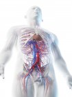 Male abdominal blood vessels, digital illustration. — Stock Photo
