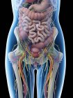 Жіноча анатомія живота та внутрішні органи, комп 