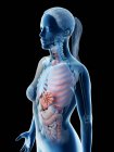 Modello del corpo umano che mostra l'anatomia femminile con organi interni, illustrazione digitale di rendering 3d
. — Foto stock