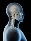 Abstrato ossos da cabeça e pescoço masculinos, ilustração computacional . — Fotografia de Stock